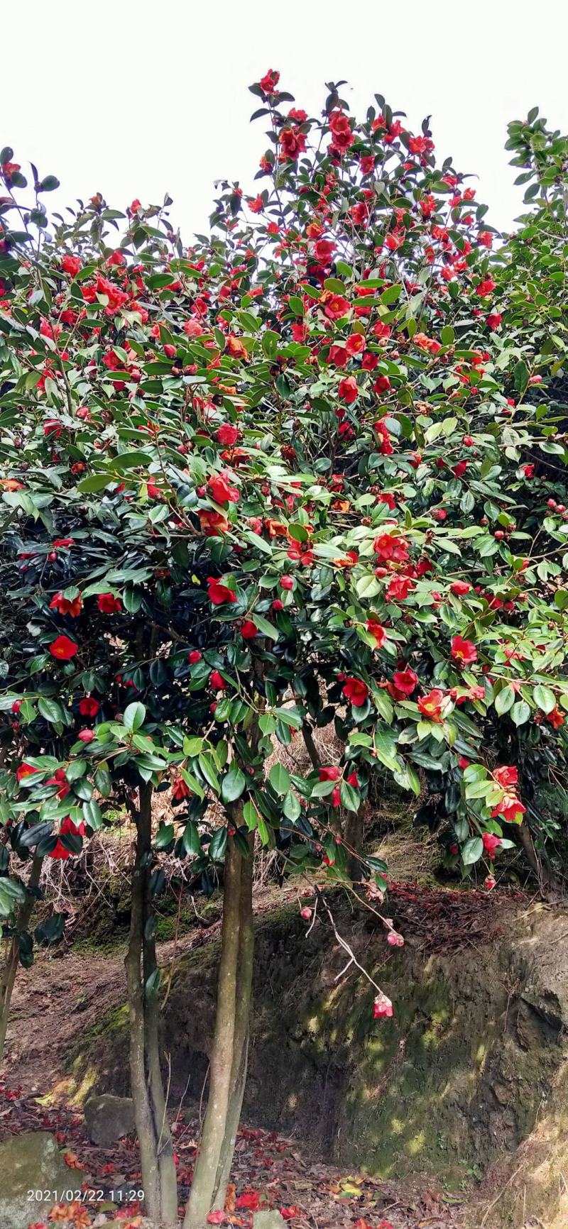 红花油差公园绿化植树造林市政工程行道风景新农村建设用苗房
