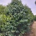 红花油差公园绿化植树造林市政工程行道风景新农村建设用苗房