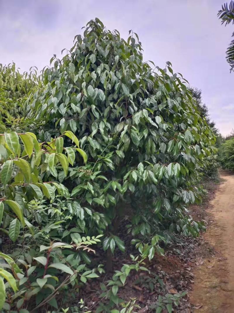 红花油差公园绿化植树造林市政工程行道风景新农村建设用苗房