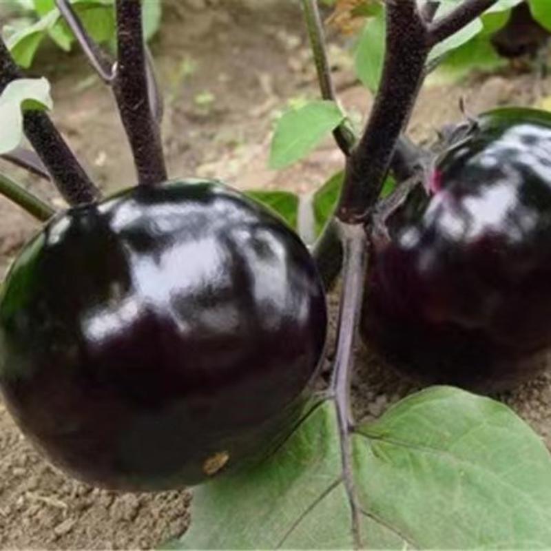 茄子苗大龙布利塔117新品种1618黑宝快圆绿冠白茄