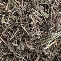 马鞭草【包邮】三斤起发货可批量可零售量大从优