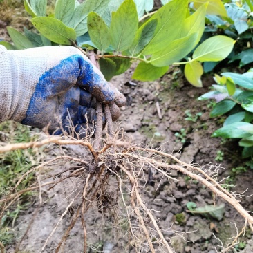 金银花苗山银花苗五彩花苗湘雷苗苗木专业培育产地直销包回收