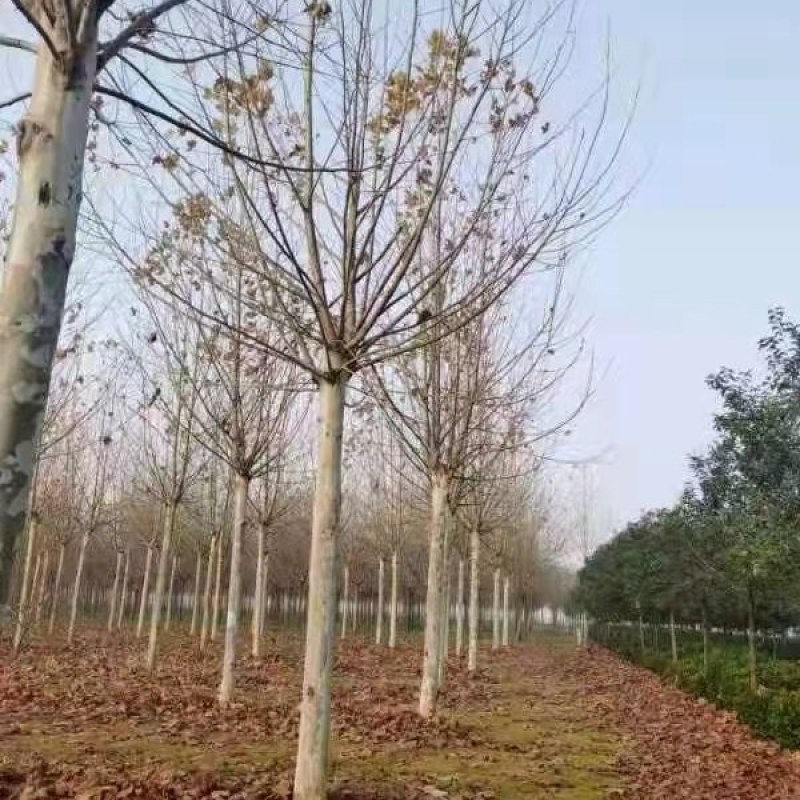 法桐，清地处理，各种规格齐全，裸根土求均可，量大从优