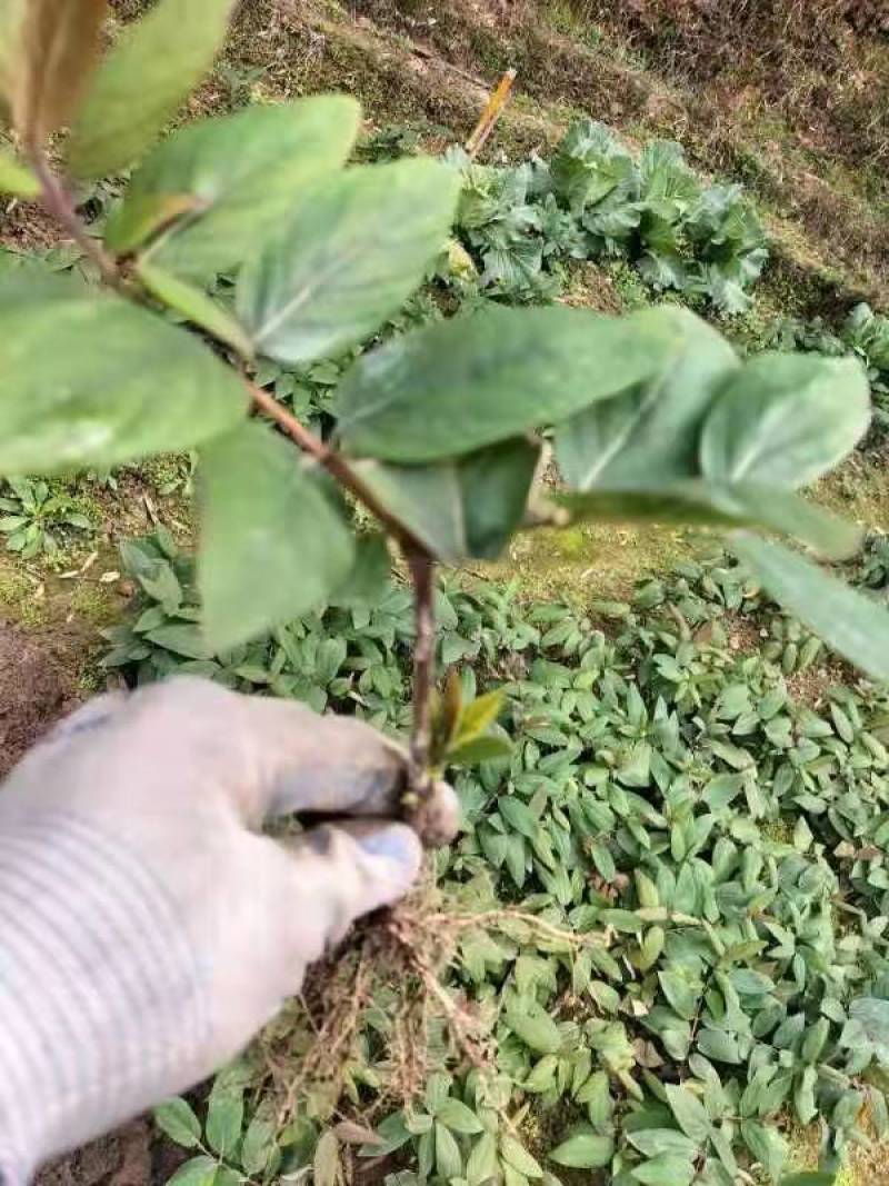 金银花苗山银花苗五彩花苗湘雷苗苗木专业培育产地直销包回收