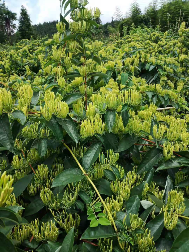 金银花苗山银花苗五彩花苗湘雷苗苗木专业培育产地直销包回收