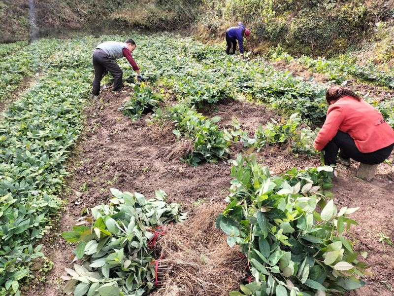 金银花苗山银花苗五彩花苗湘雷苗苗木专业培育产地直销包回收