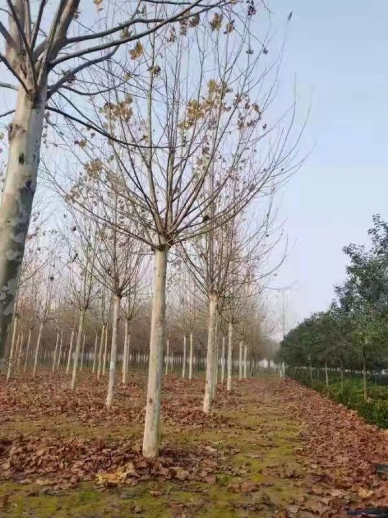 法桐，清地处理，各种规格齐全，裸根土求均可，量大从优