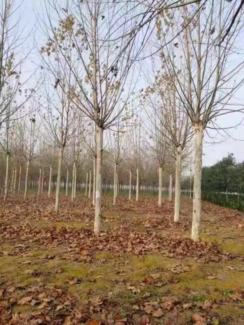 法桐，清地处理，各种规格齐全，裸根土求均可，量大从优