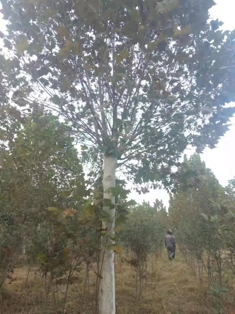 法桐，清地处理，各种规格齐全，裸根土求均可，量大从优