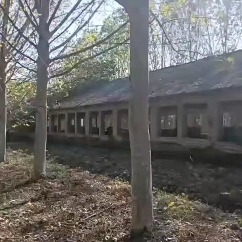 法桐，清地处理，各种规格齐全，裸根土求均可，量大从优