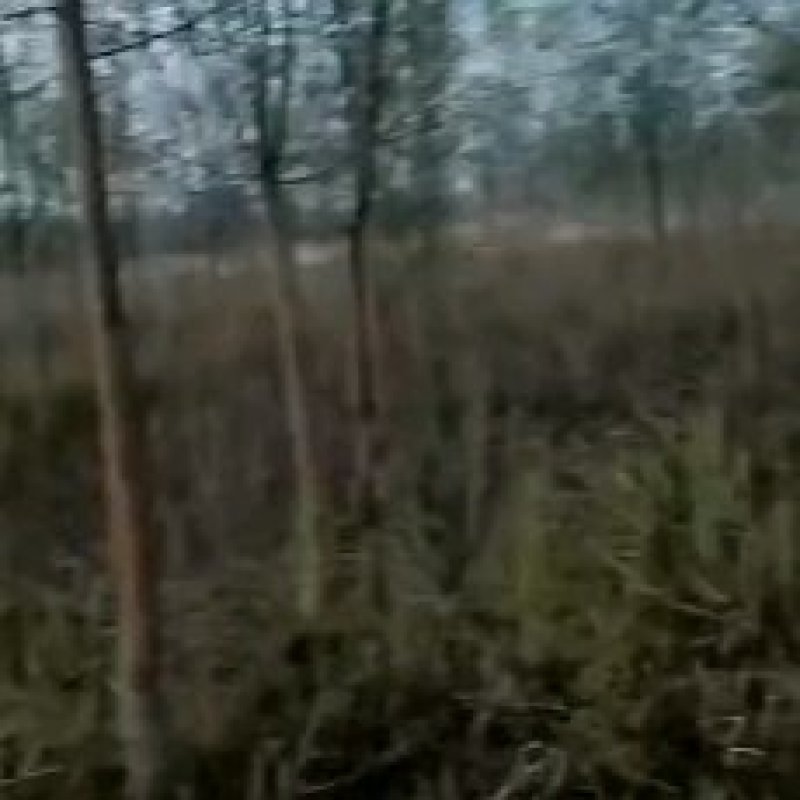 法桐，清地处理，各种规格齐全，裸根土求均可，量大从优