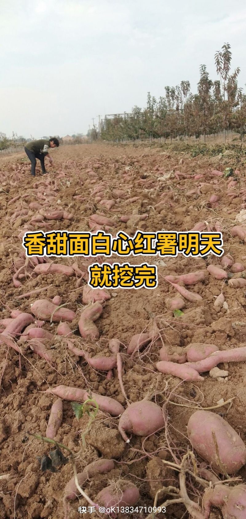 纯手工红薯粉条