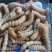 野生斗米虫活体云实蛀虫黄寮狼虫鸟不踏刺倒督黄狼虫