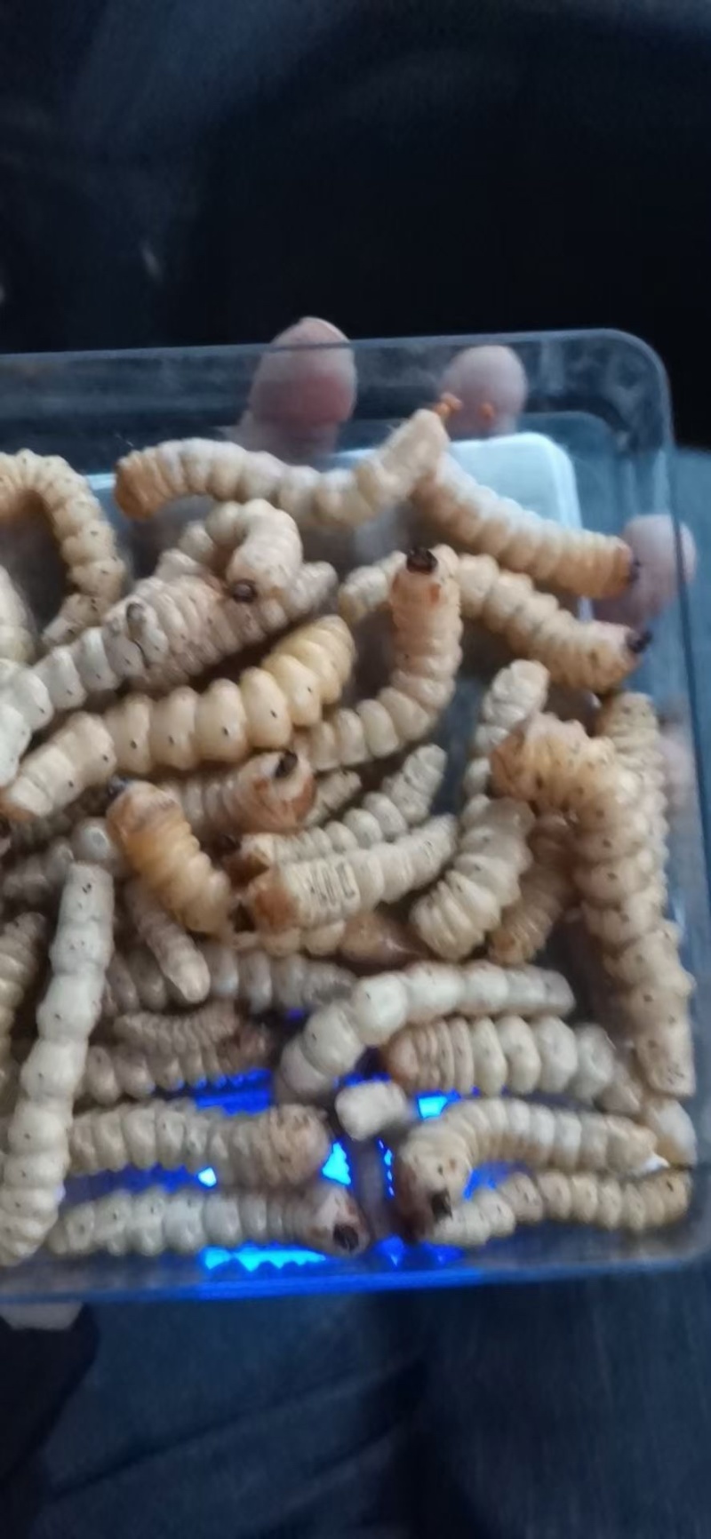 野生斗米虫活体云实蛀虫黄寮狼虫鸟不踏刺倒督黄狼虫