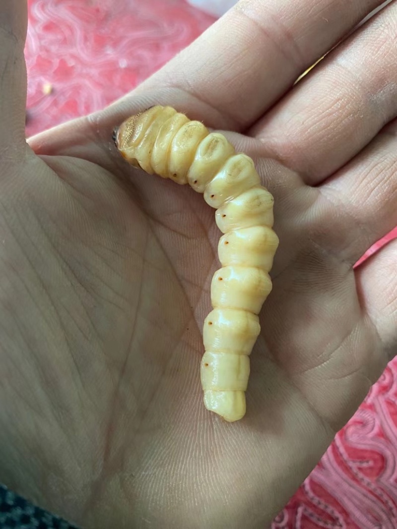 野生斗米虫活体云实蛀虫黄寮狼虫鸟不踏刺倒督黄狼虫