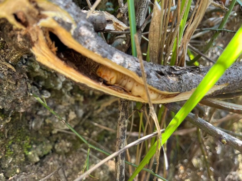 野生斗米虫活体云实蛀虫黄寮狼虫鸟不踏刺倒督黄狼虫