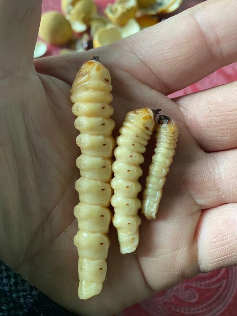 野生斗米虫活体云实蛀虫黄寮狼虫鸟不踏刺倒督黄狼虫