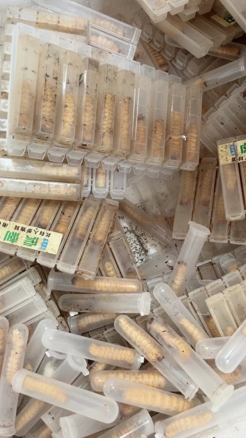 野生斗米虫活体云实蛀虫黄寮狼虫鸟不踏刺倒督黄狼虫