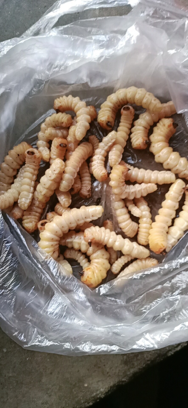 野生斗米虫活体云实蛀虫黄寮狼虫鸟不踏刺倒督黄狼虫