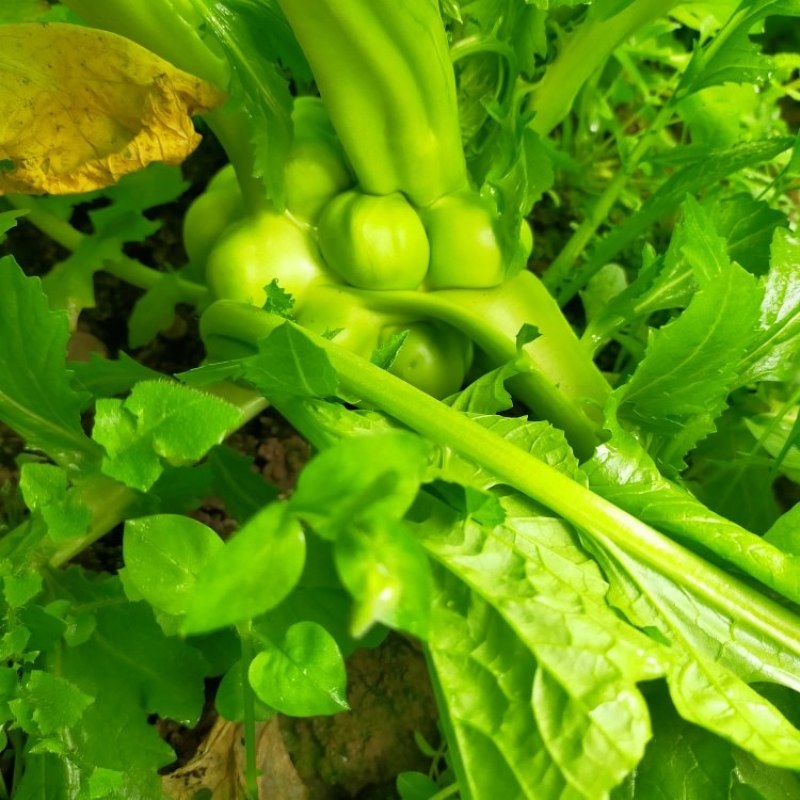 榨菜