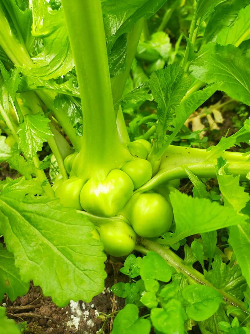 榨菜