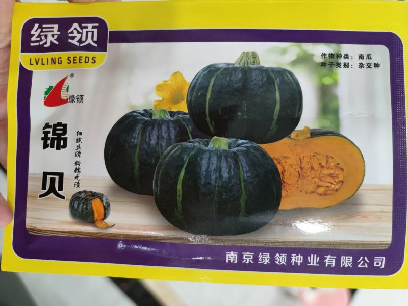 绿领锦贝南瓜种子10克单果重300-500g，肉质粉、香