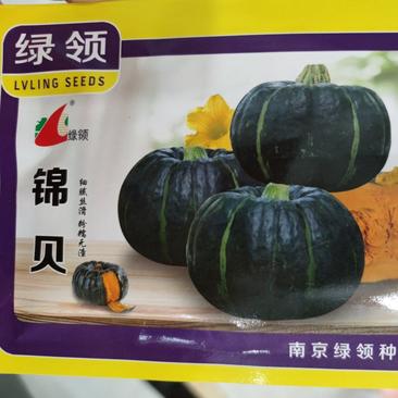 绿领锦贝南瓜种子10克单果重300-500g，肉质粉、香