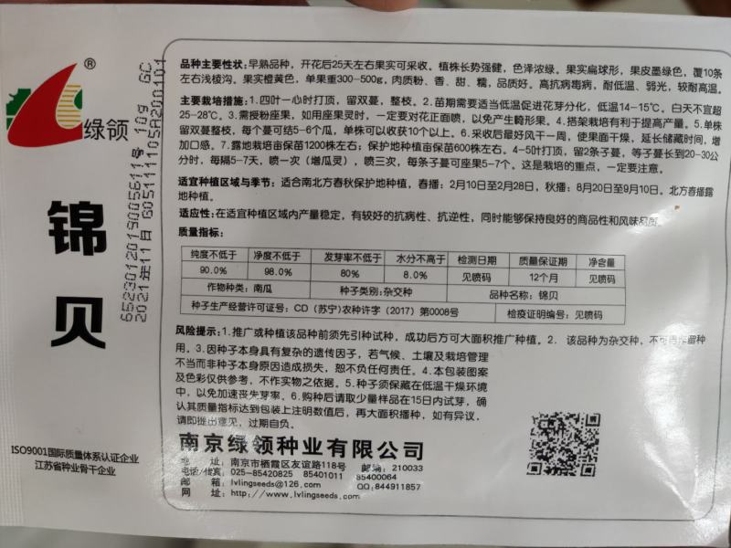 绿领锦贝南瓜种子10克单果重300-500g，肉质粉、香