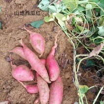 秦皇岛卢龙县山地沙土地无丝西瓜红红薯