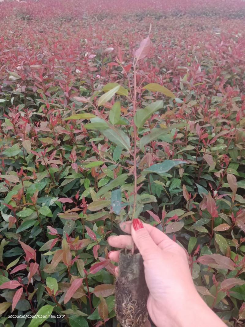 速生桉树苗绿化苗广29桉树快速造林苗广9桉树苗带杯土叶基
