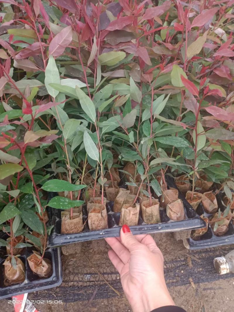 速生桉树苗绿化苗广29桉树快速造林苗广9桉树苗带杯土叶基