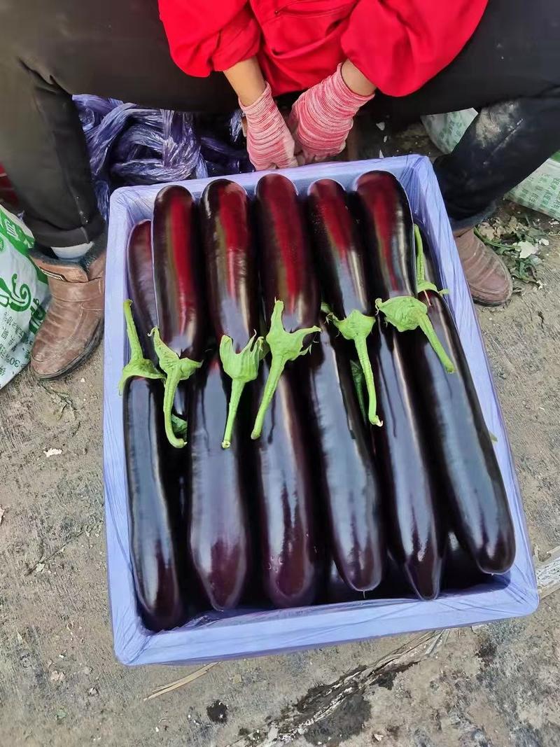 寿光精品长茄产地直供电商平台超市批发市场大量供货