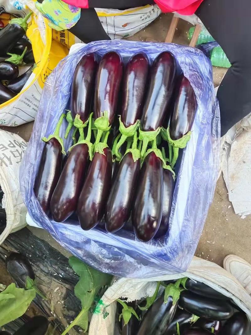 寿光精品长茄产地直供电商平台超市批发市场大量供货