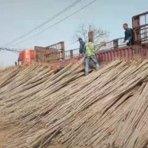 107速生杨当年苗！1500亩