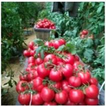 济南市商河县水果西红柿上市中。基地直供。一手货源。