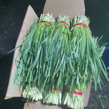 头刀二刀大量现货