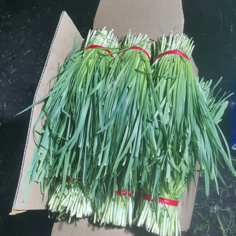 头刀二刀大量现货