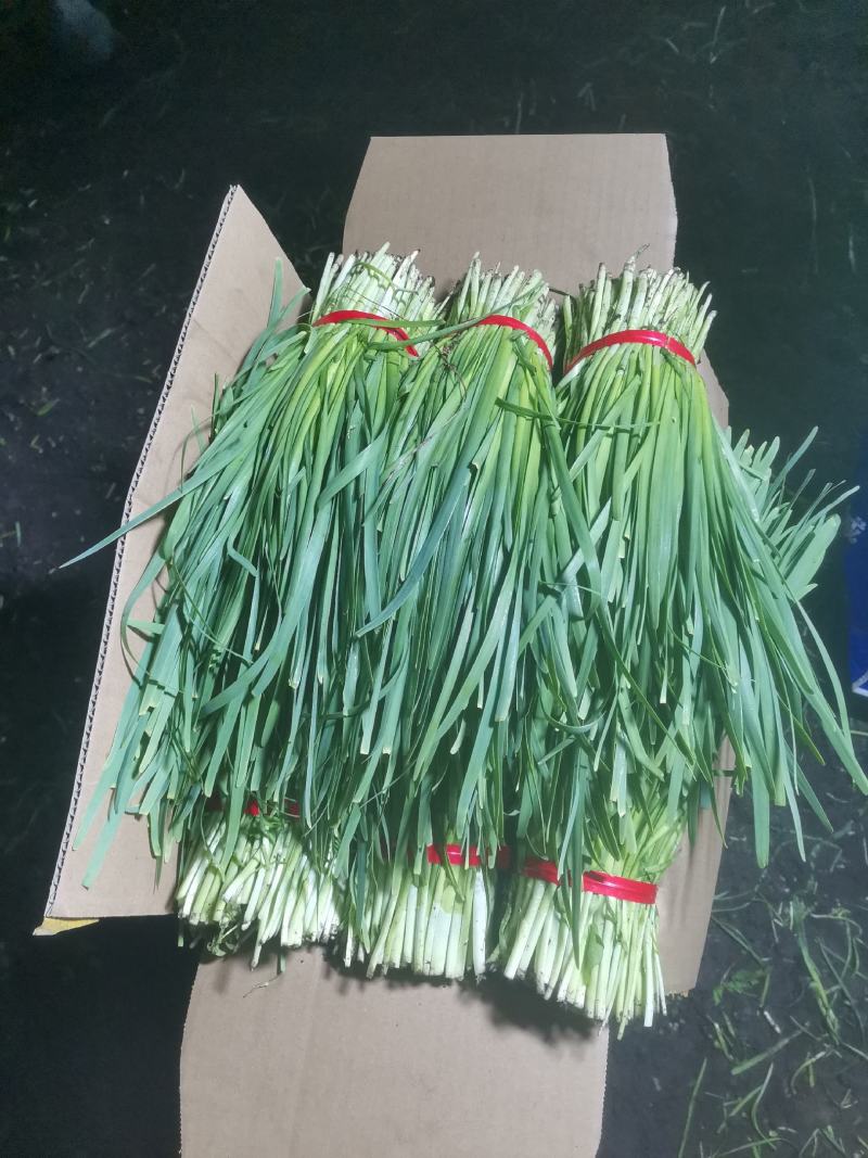 头刀二刀大量现货