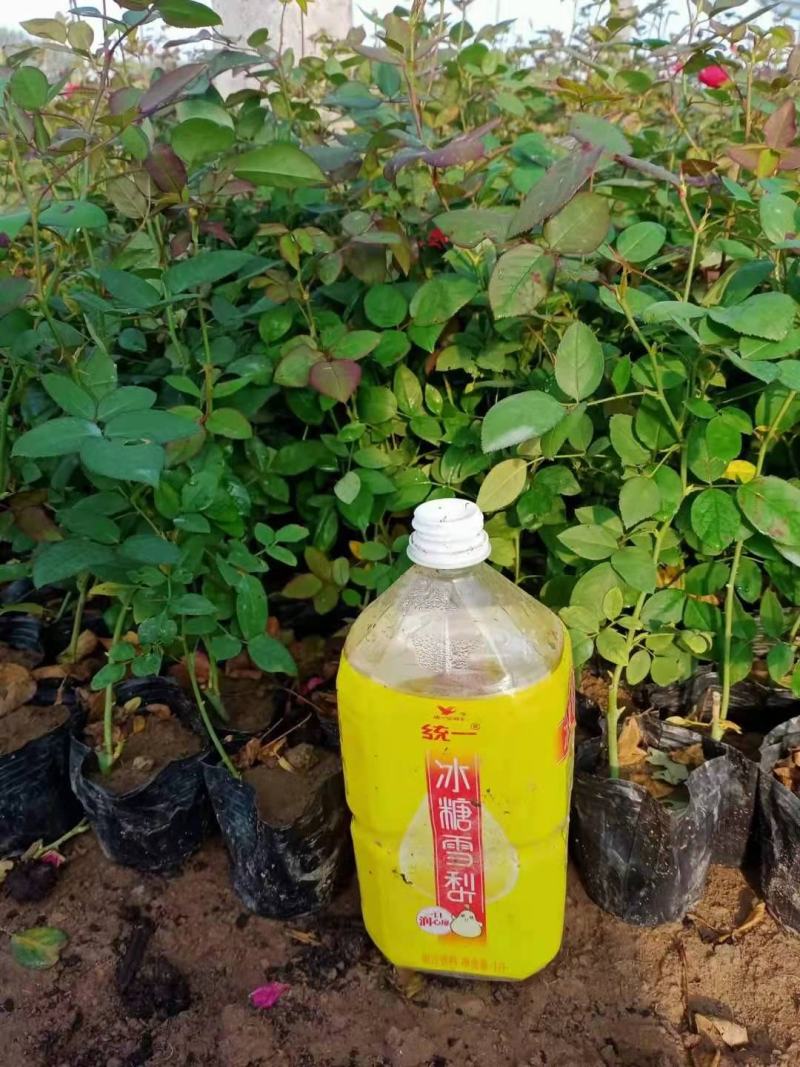 山东青州月季，品种多，规格齐全，基地直销，一手货源