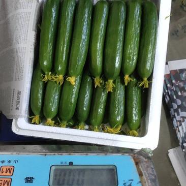 【电商质量】水果小黄瓜老板热情供货量大对接市场
