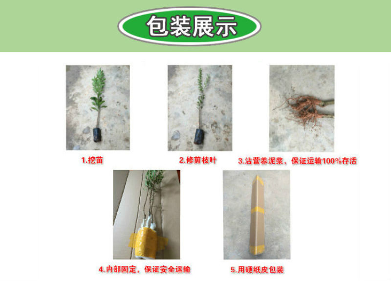 广东四季香水柠檬青柠檬树苗嫁接盆栽地栽庭院当年