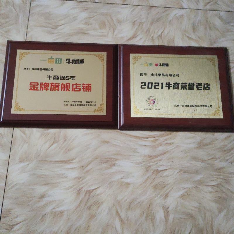 广东四季香水柠檬青柠檬树苗嫁接盆栽地栽庭院当年