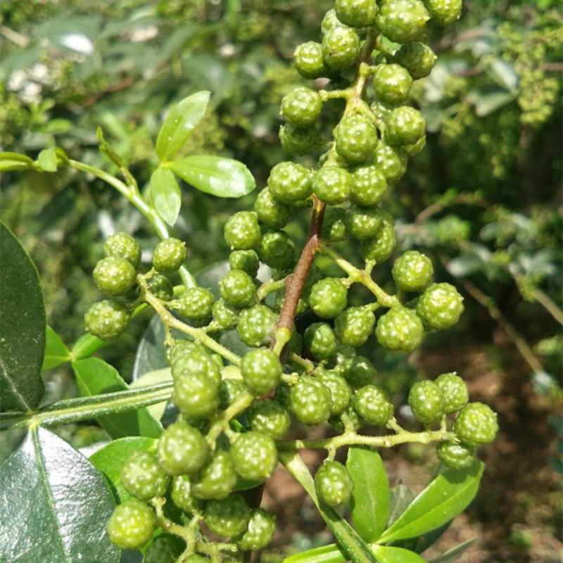 产地四川青花椒粒麻椒藤椒特麻特香青麻椒花椒包邮