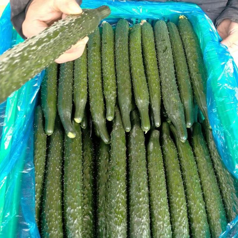 黄瓜蔬菜基地直达，优质黄瓜，滑县发货，货源充足，包品种