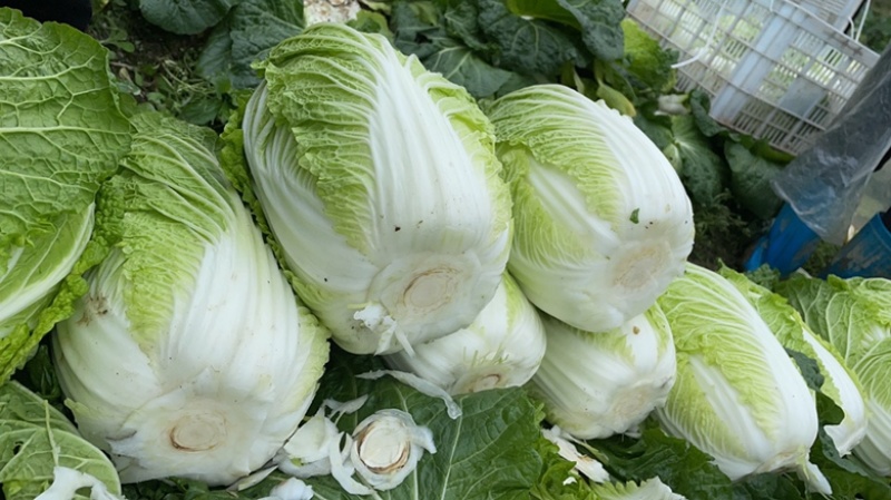 基地高品质黄心大白菜，诚信经营以口碑代替销量！
