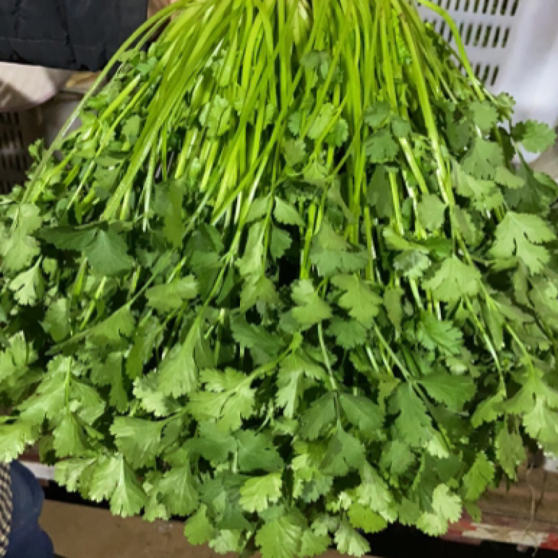 香菜