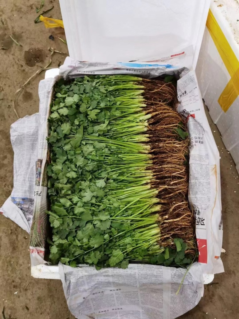 香菜