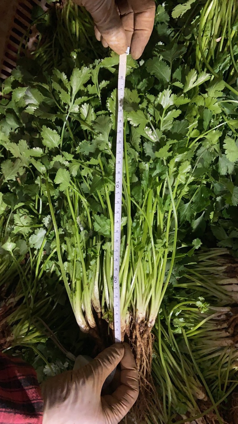 香菜