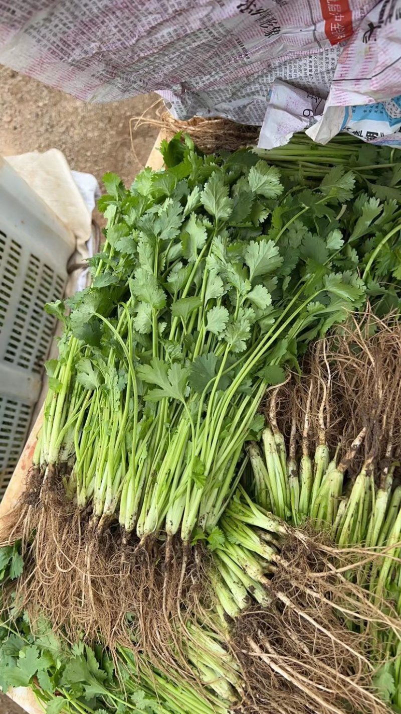 香菜