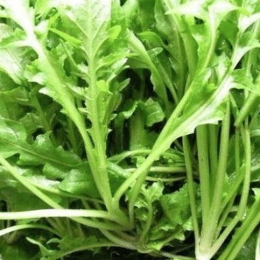 荠菜购销新鲜荠菜潍坊市荠菜野生荠菜菜多多冷链物流园